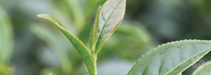 What Makes Tea Bitter?