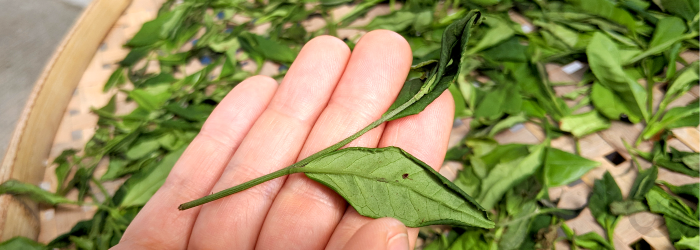 Signs of Quality: Plucking Standards by Tea Type