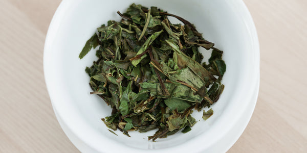A top-down photo of brewed white tea leaves in a gaiwan.