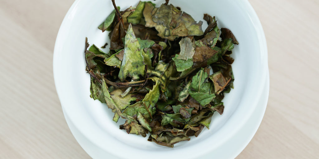 A top-down photo of brewed white tea leaves in a gaiwan.